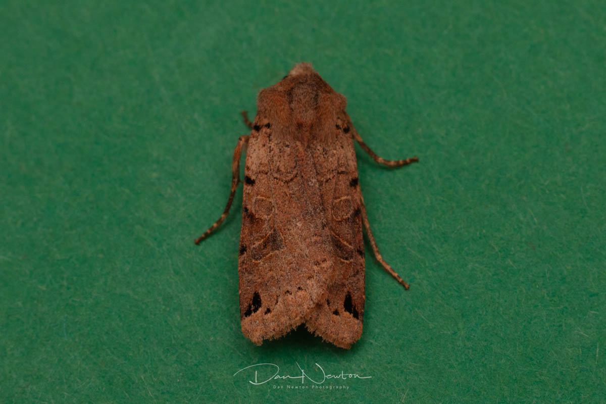 moth 27th sept-10.jpg