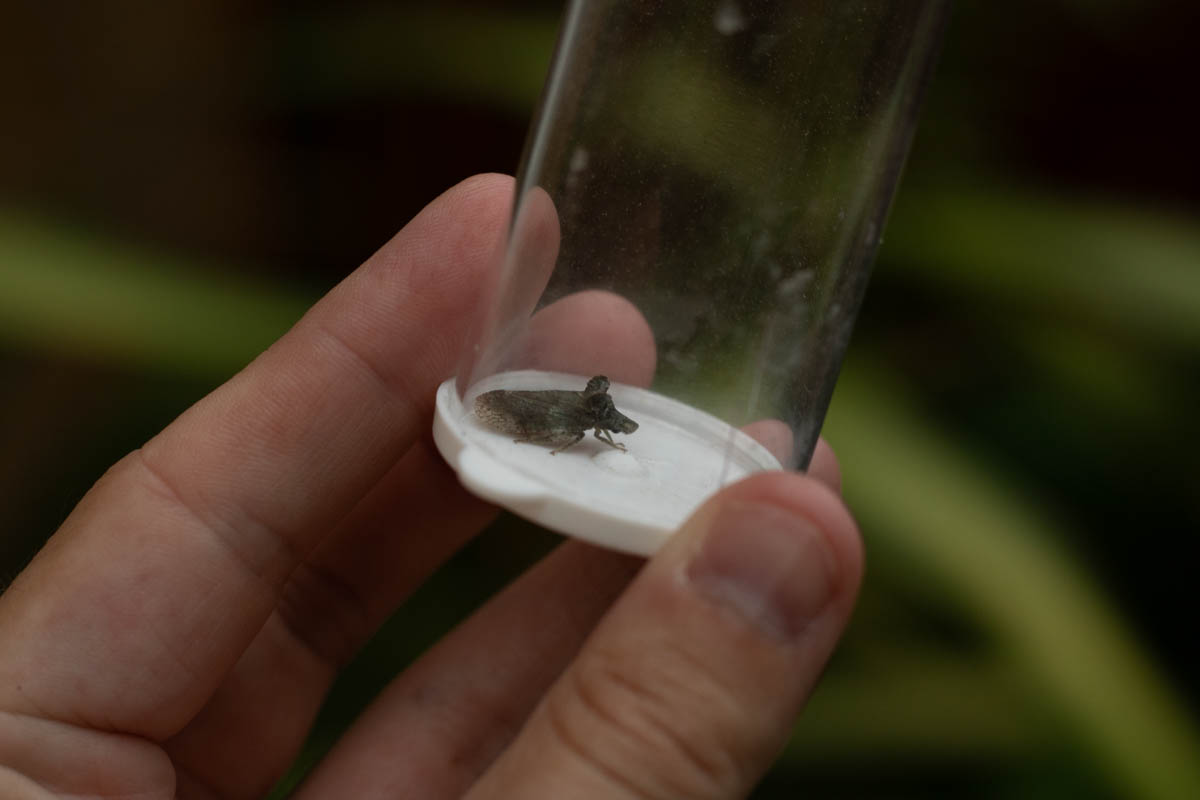 moth bugs-5.jpg
