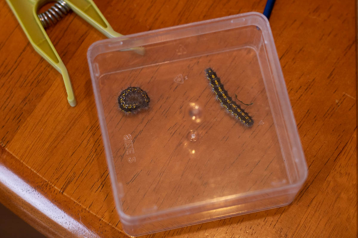 Scarlet Tiger-9914.jpg