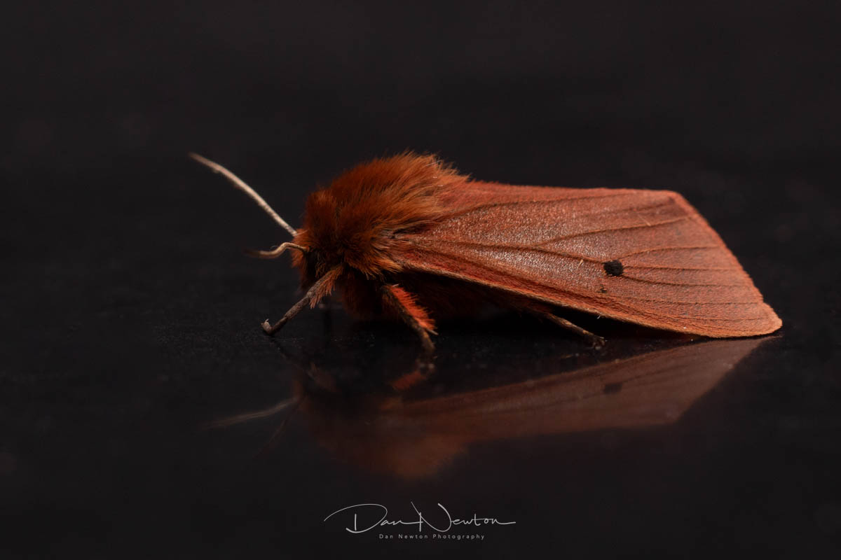 moth sept 25-2.jpg