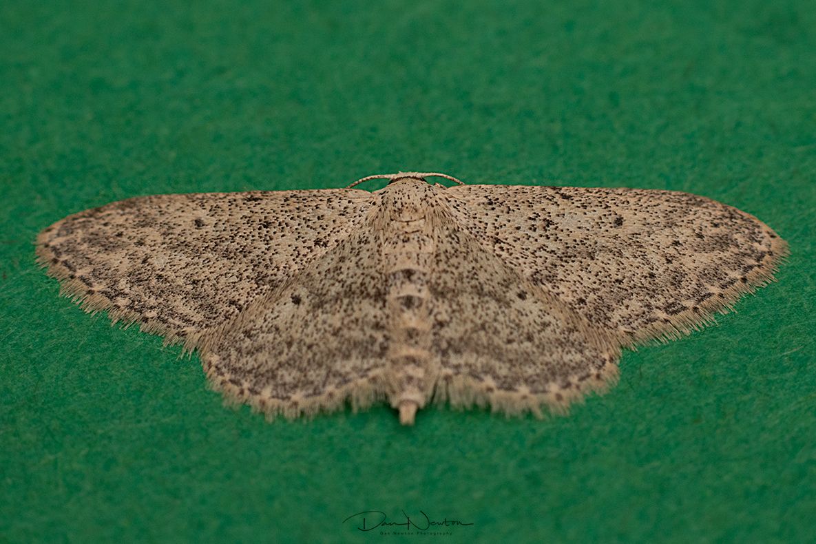 Small Dusty Wave-0031PP.jpg