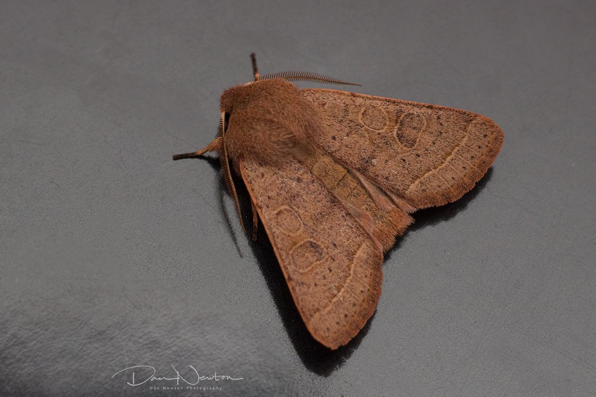 Common Quaker-0022PP.jpg