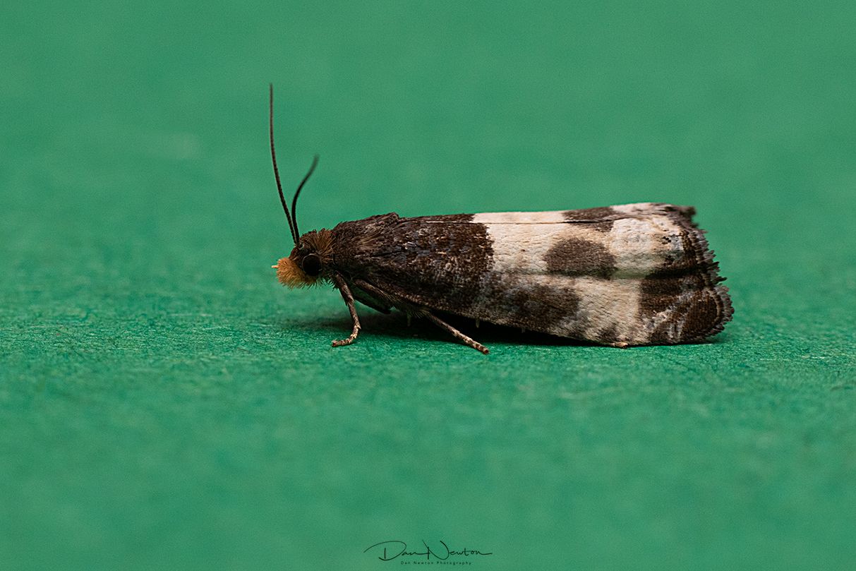 Notocelia cynosbatella-0056PP.jpg