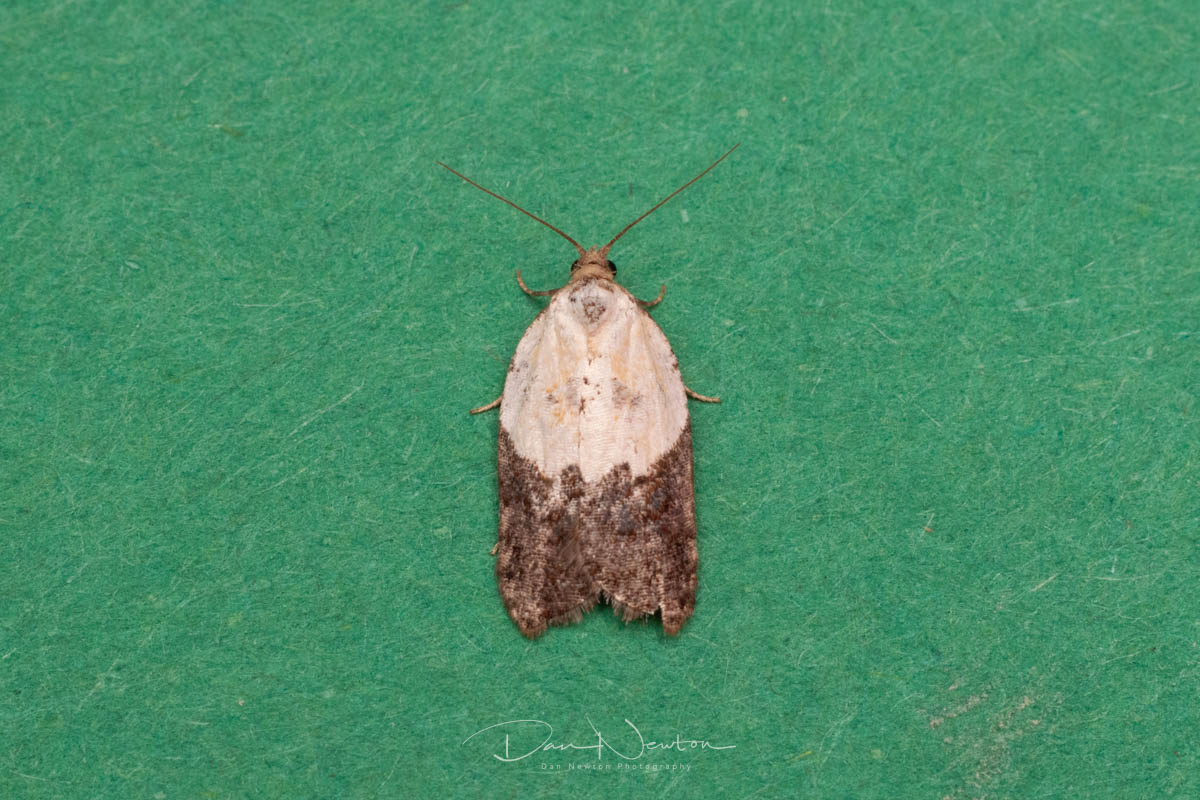 garden rose tortrix-1.jpg