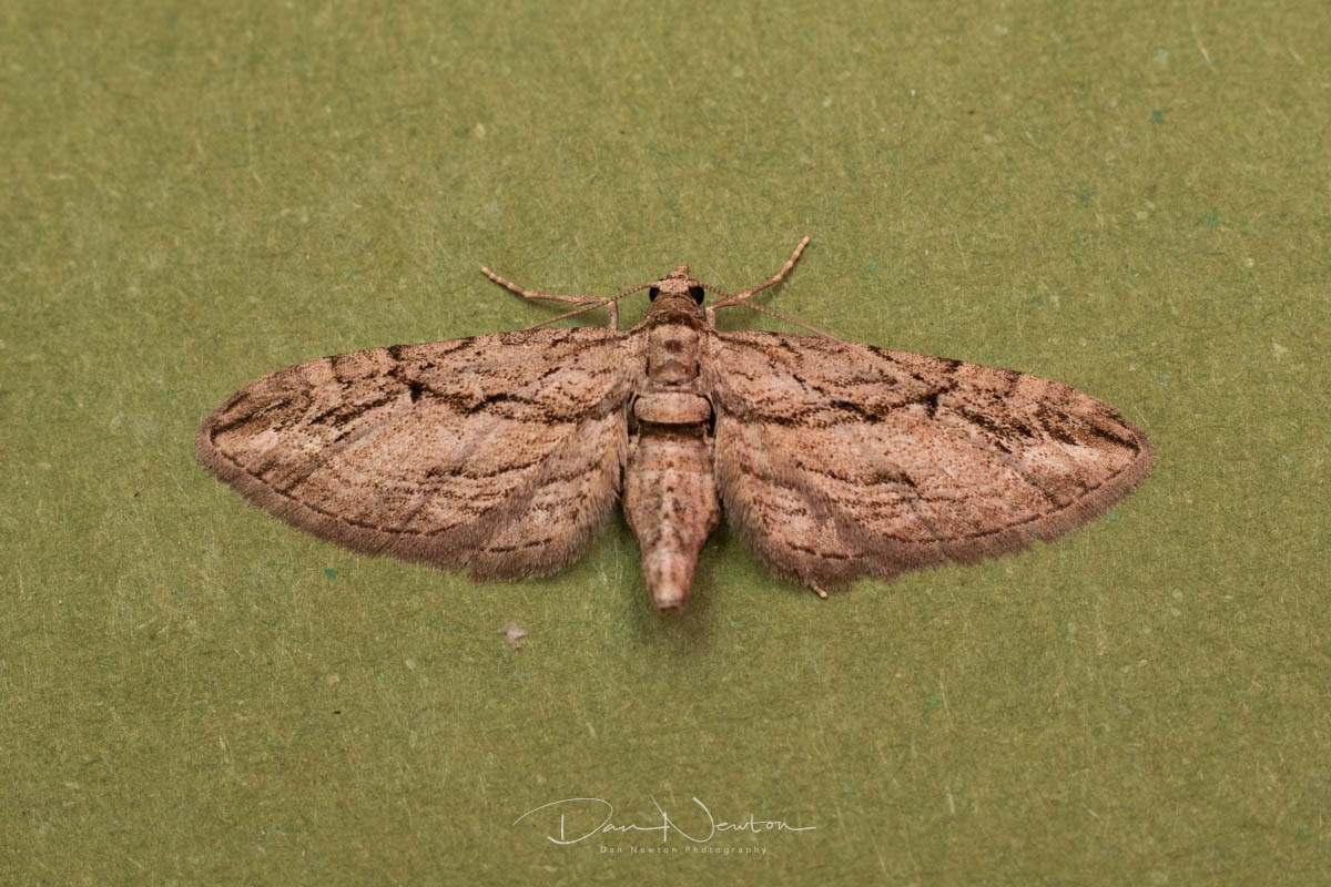 cypress pug-1.jpg
