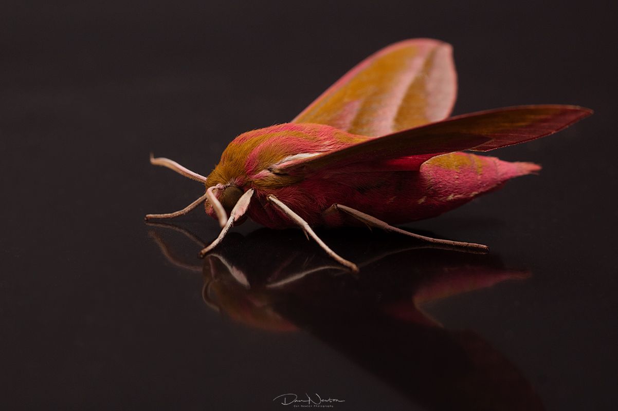 Elephant Hawkmoth-8651PP.jpg