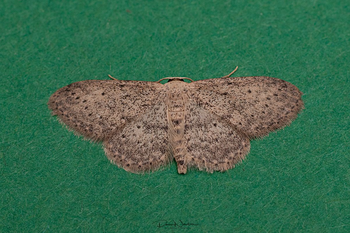 Small Dusty Wave-0015PP.jpg