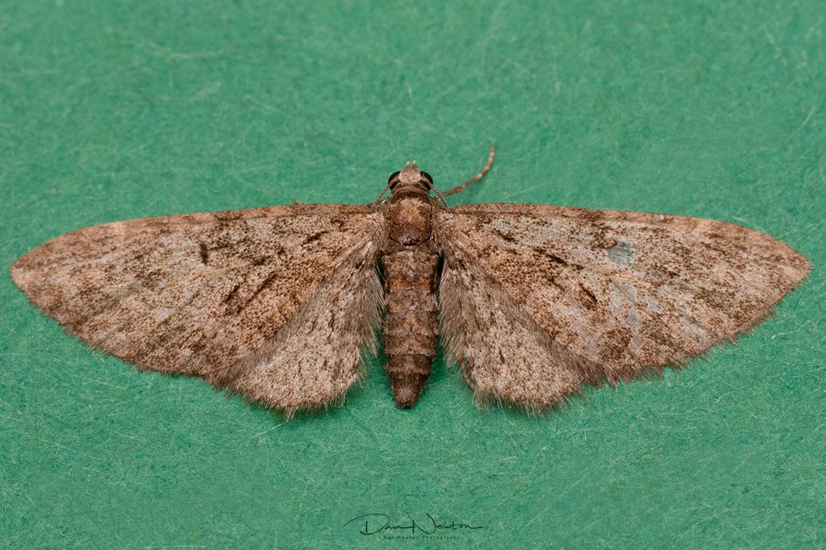 Brindled Pug-0016PP.jpg