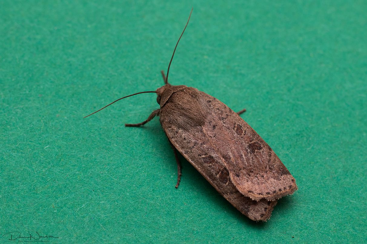 Lesser Yellow Underwing-0018PP.jpg