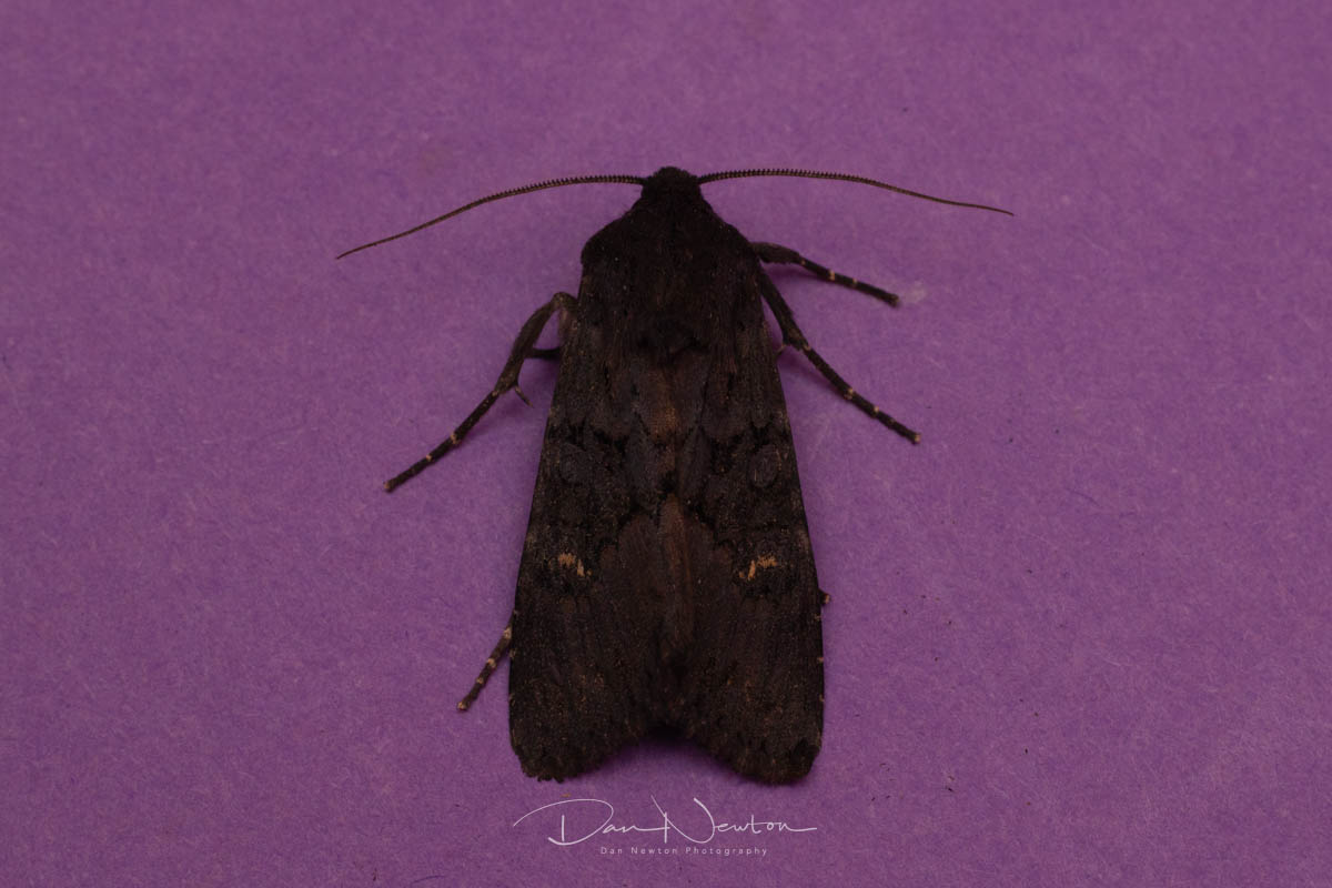 moth 27th sept-7.jpg