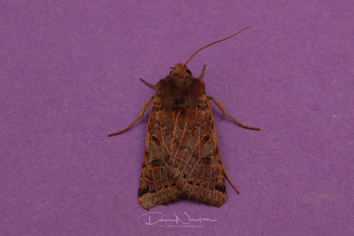 moth 27th sept-12.jpg