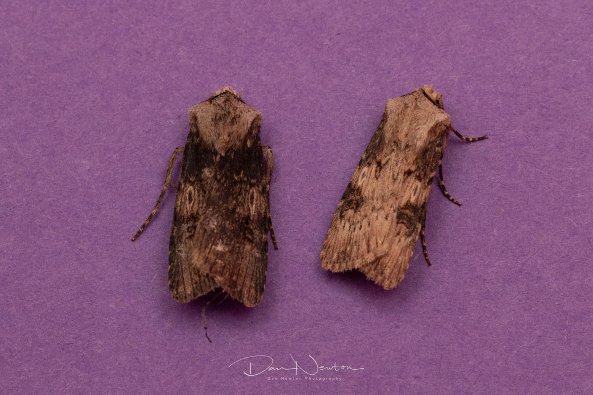 moth 27th sept-5.jpg