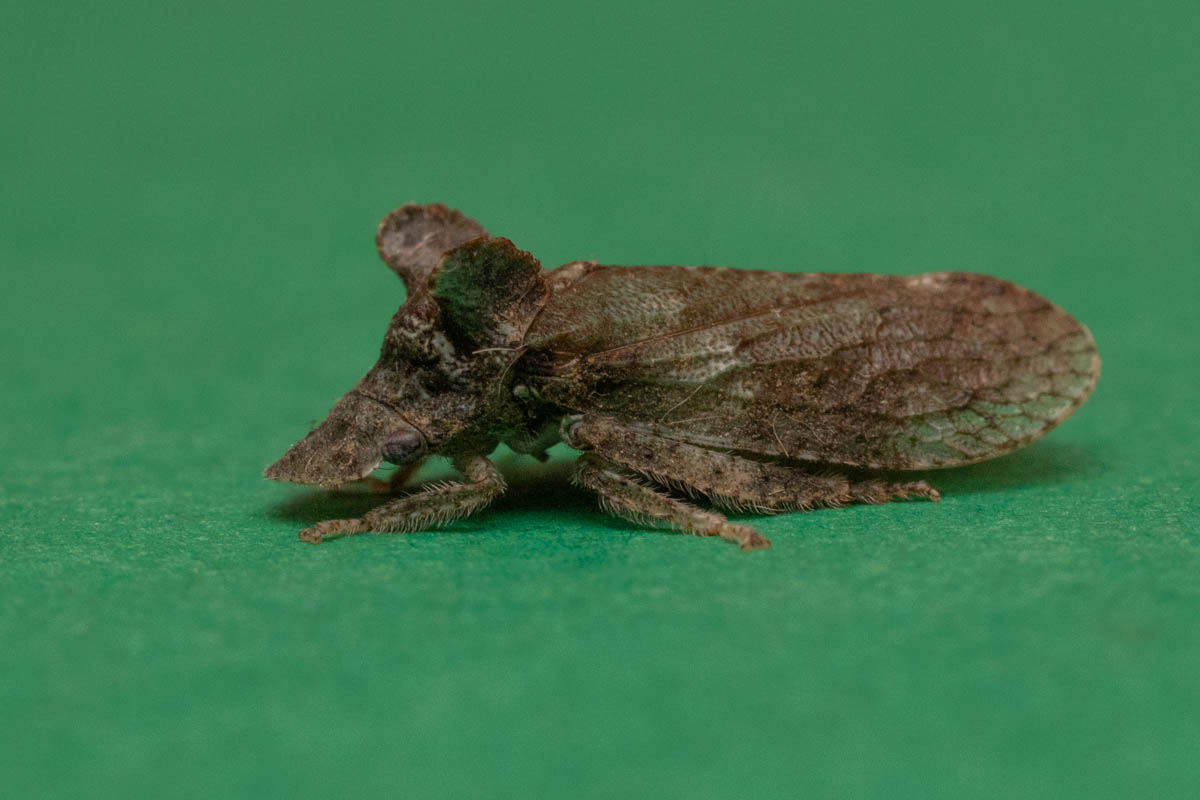 moth bugs-4.jpg
