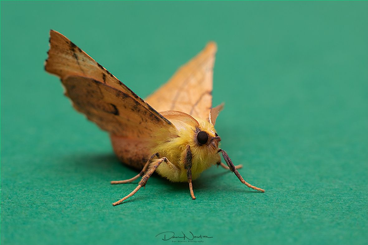 Canary-shouldered Thorn-0067PP.jpg