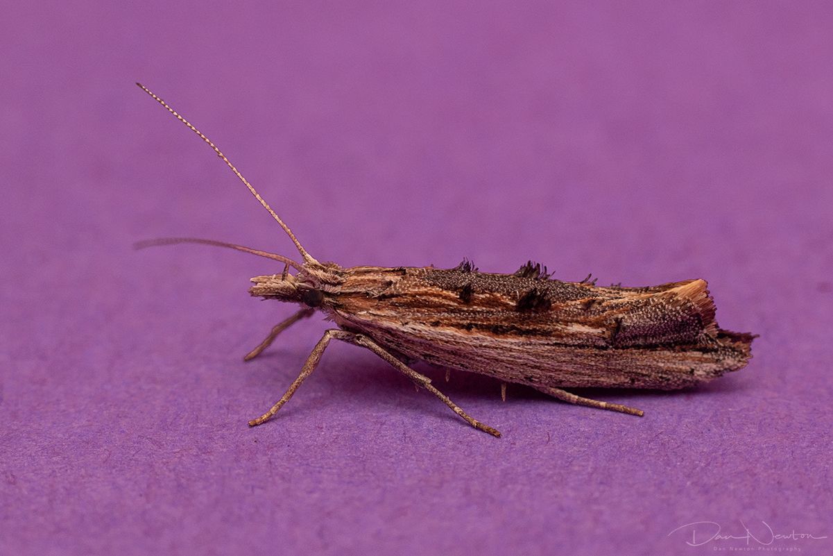 Ypsolopha scabrella-0041PP.jpg