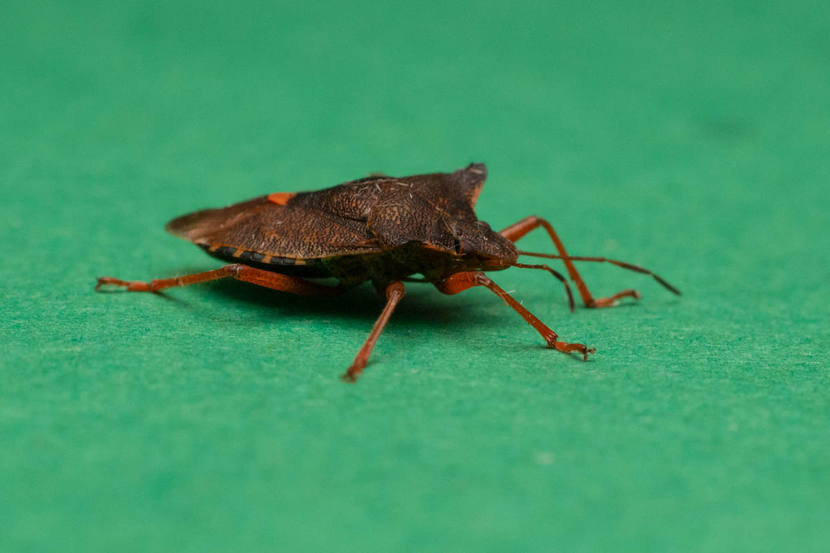 moth bugs-1.jpg