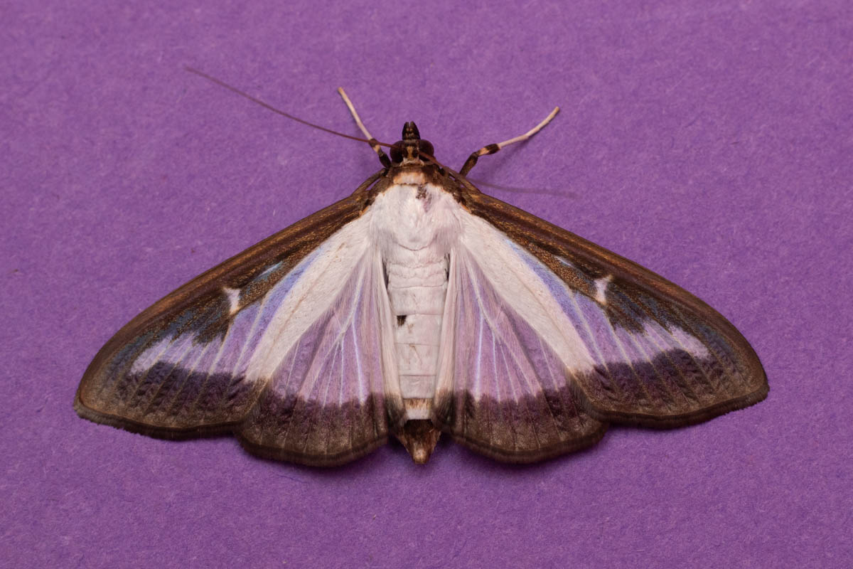 moth 30 june 2025-2.jpg