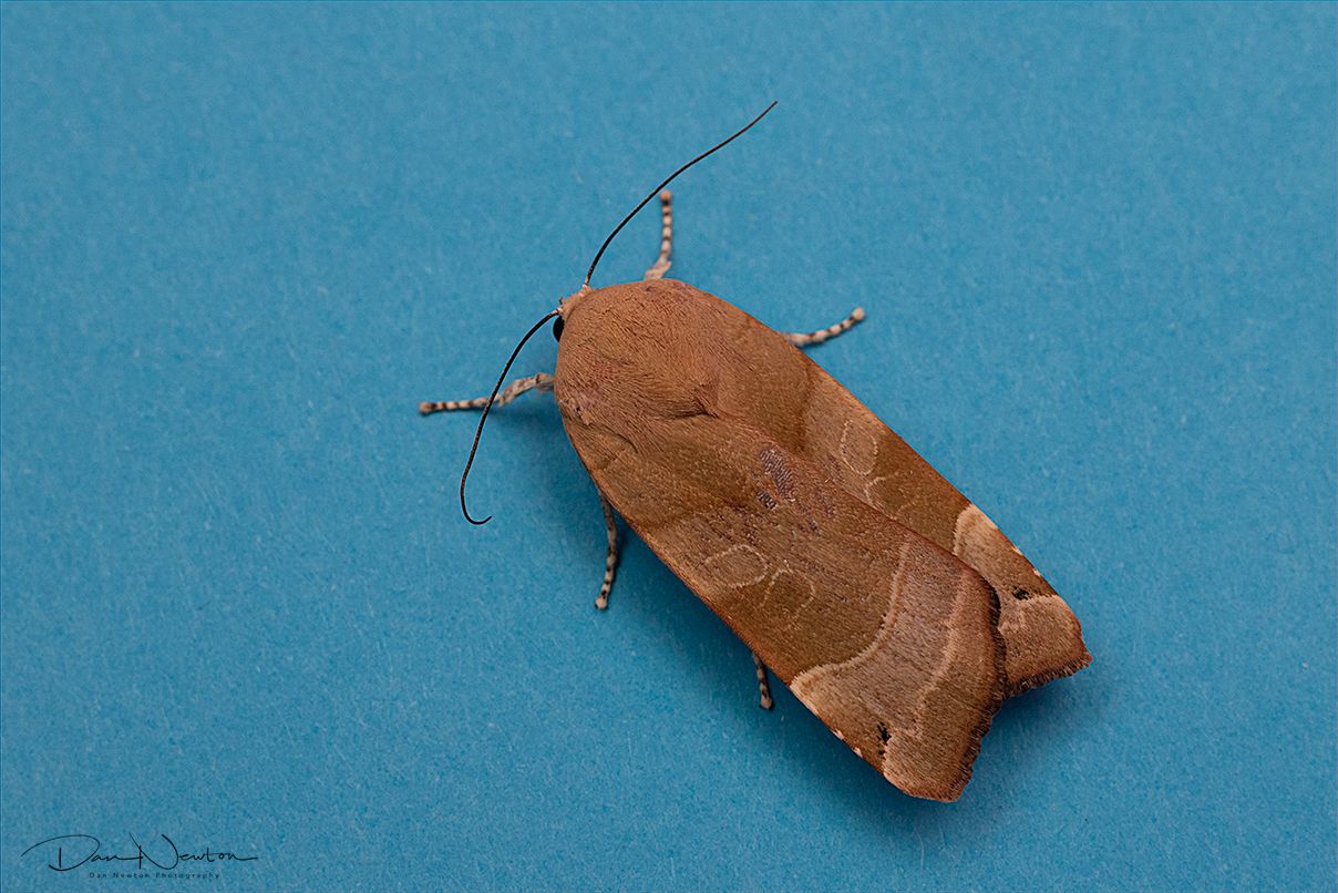 Broad Bordered Yellow Underwing-0032PP.jpg