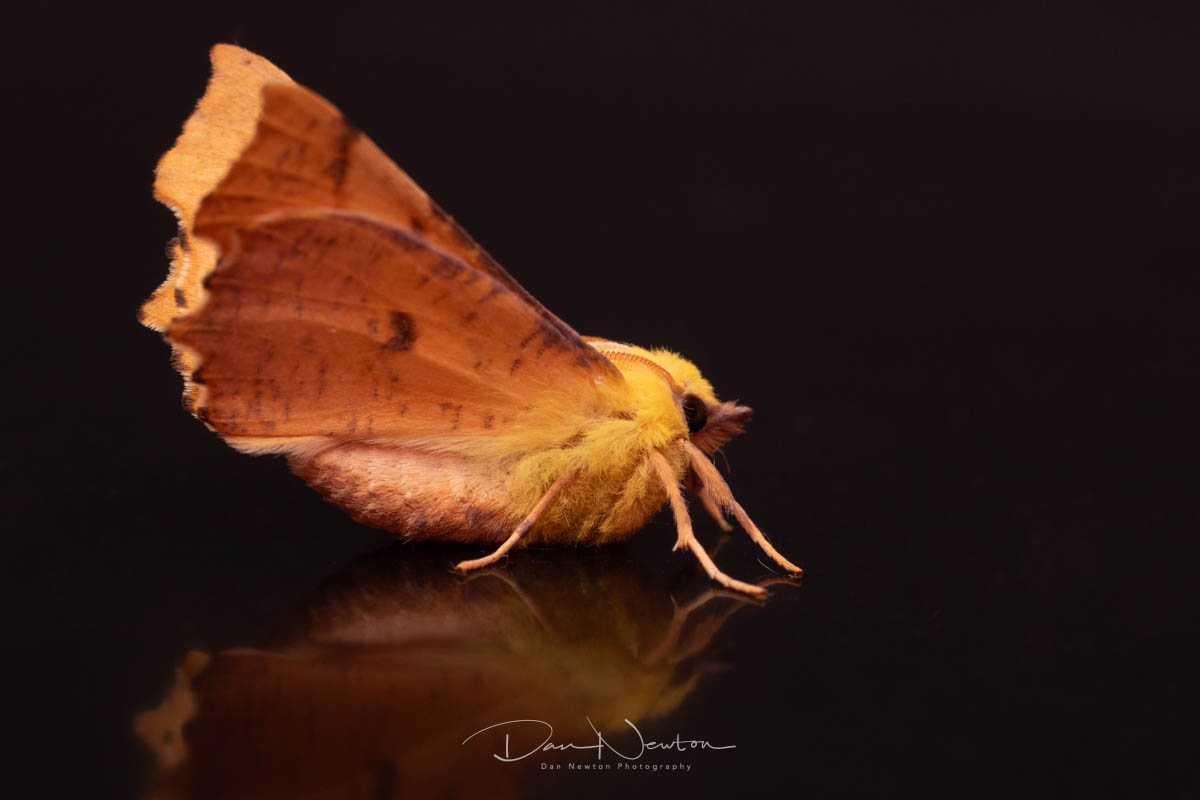 moth sept 25-4.jpg