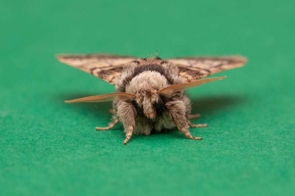 39thApril moth trap part 2-9896.jpg