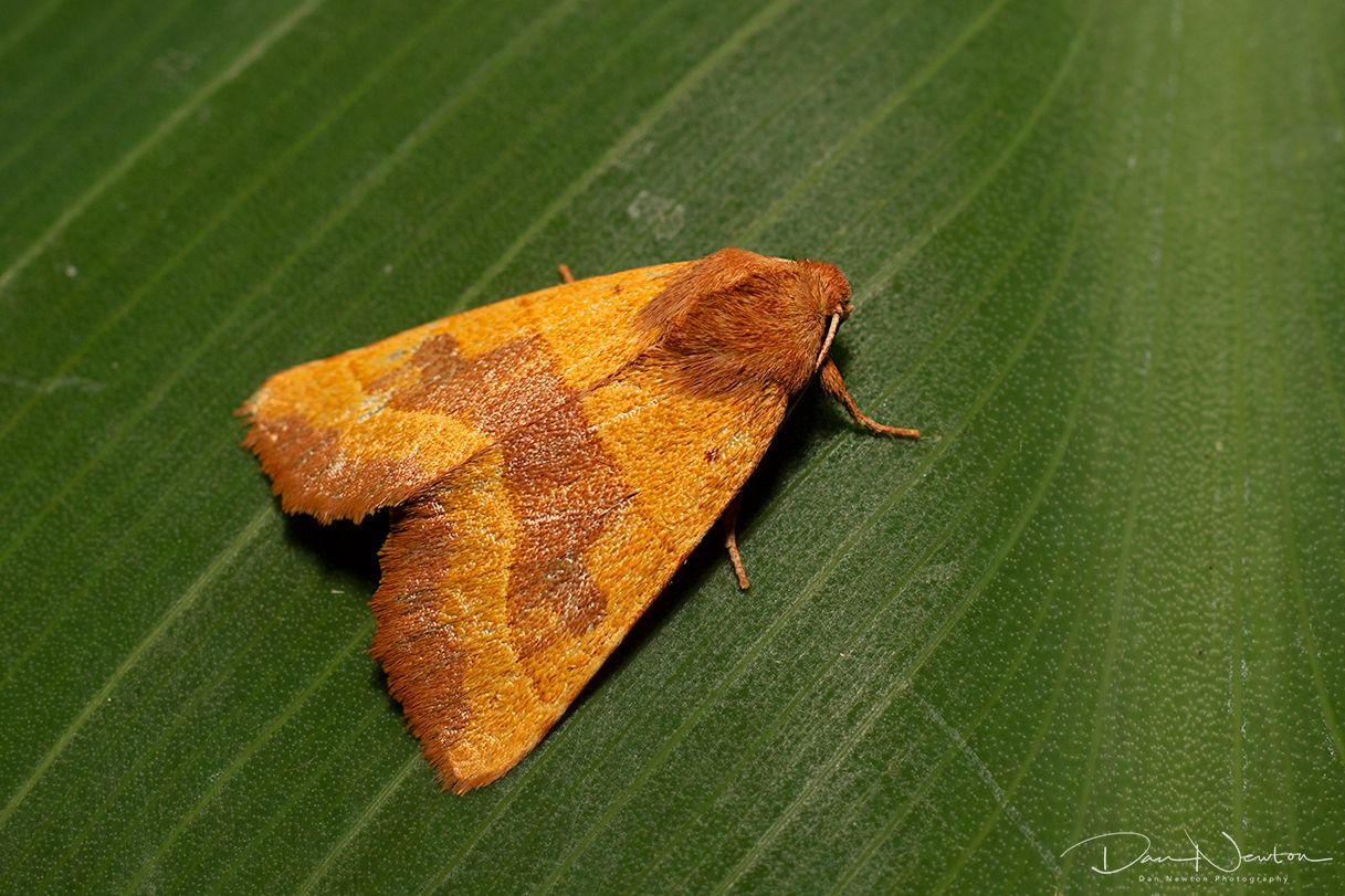 Centre-barred Sallow-0162PP.jpg
