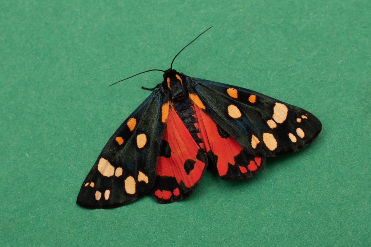Scarlet Tiger-9970.jpg