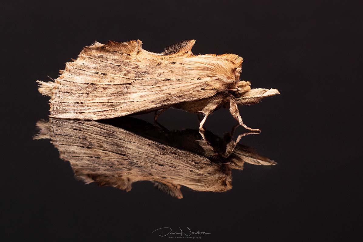 Pale Prominent-9879-1PP.jpg