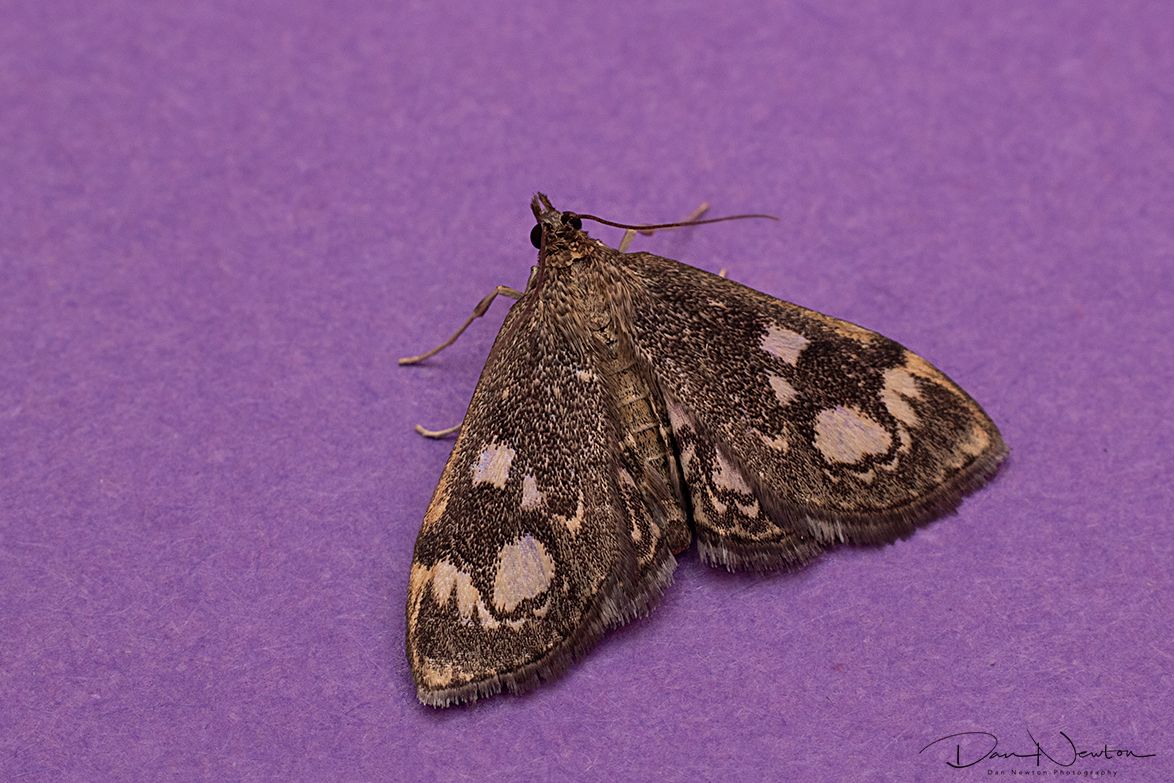 Anania coronata-0057PP.jpg