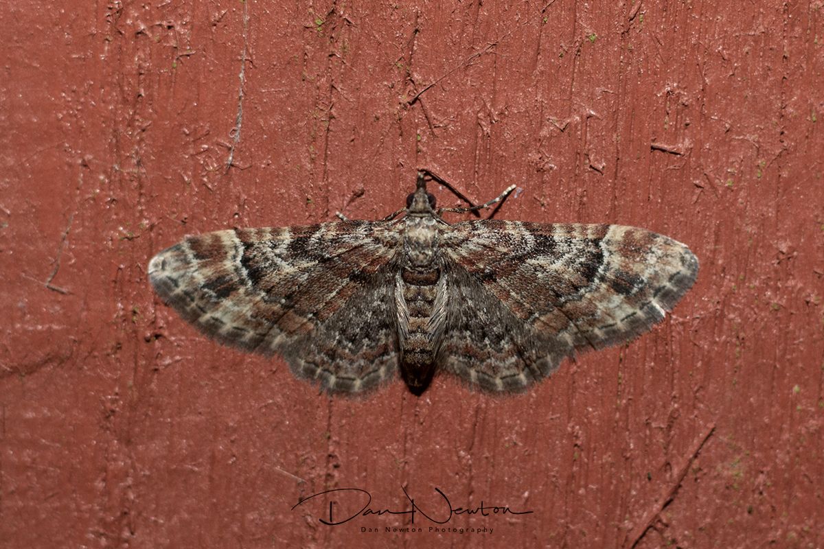 Double striped Pug-0080PP.jpg