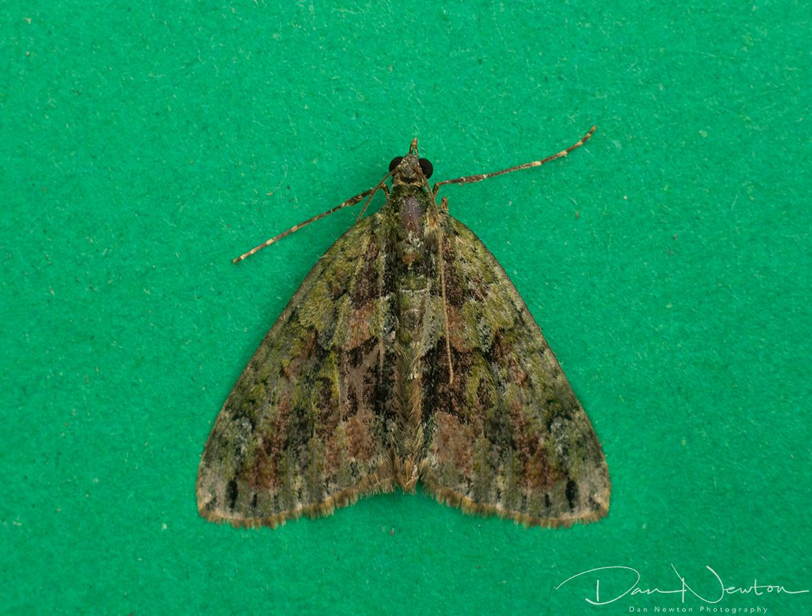 Red-green carpet-1small.jpg