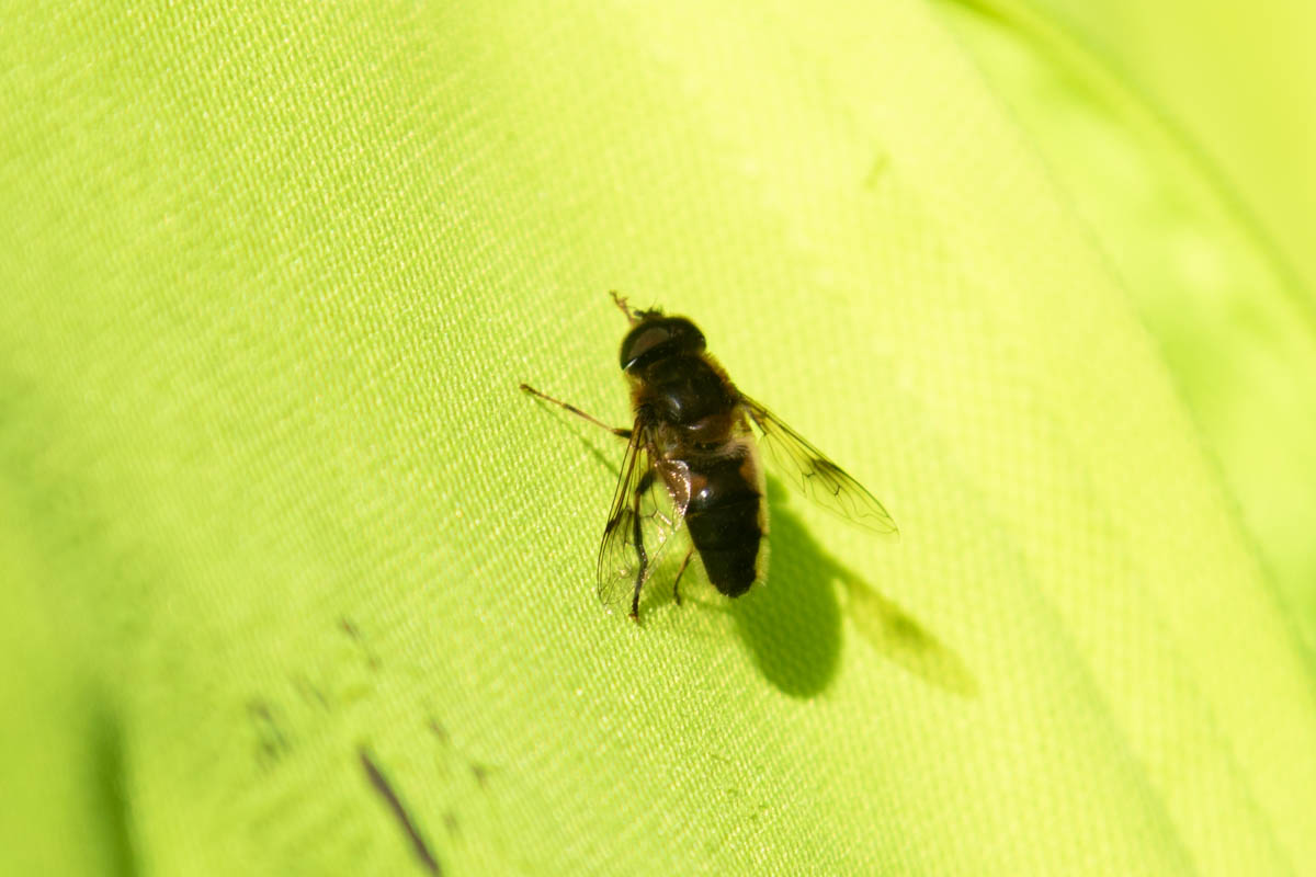 moth 30th march 24-2.jpg