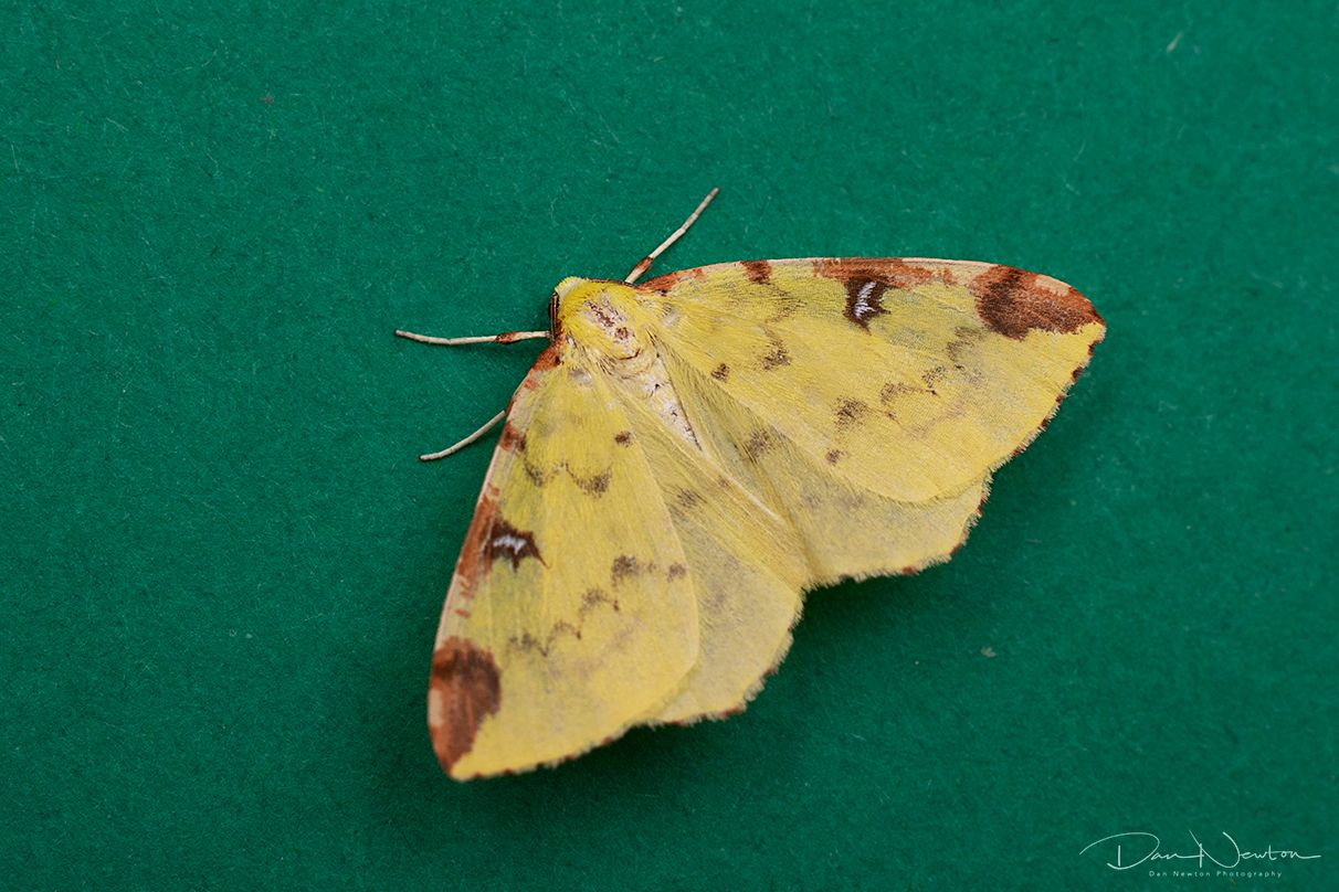 Brimstone-0036PP.jpg