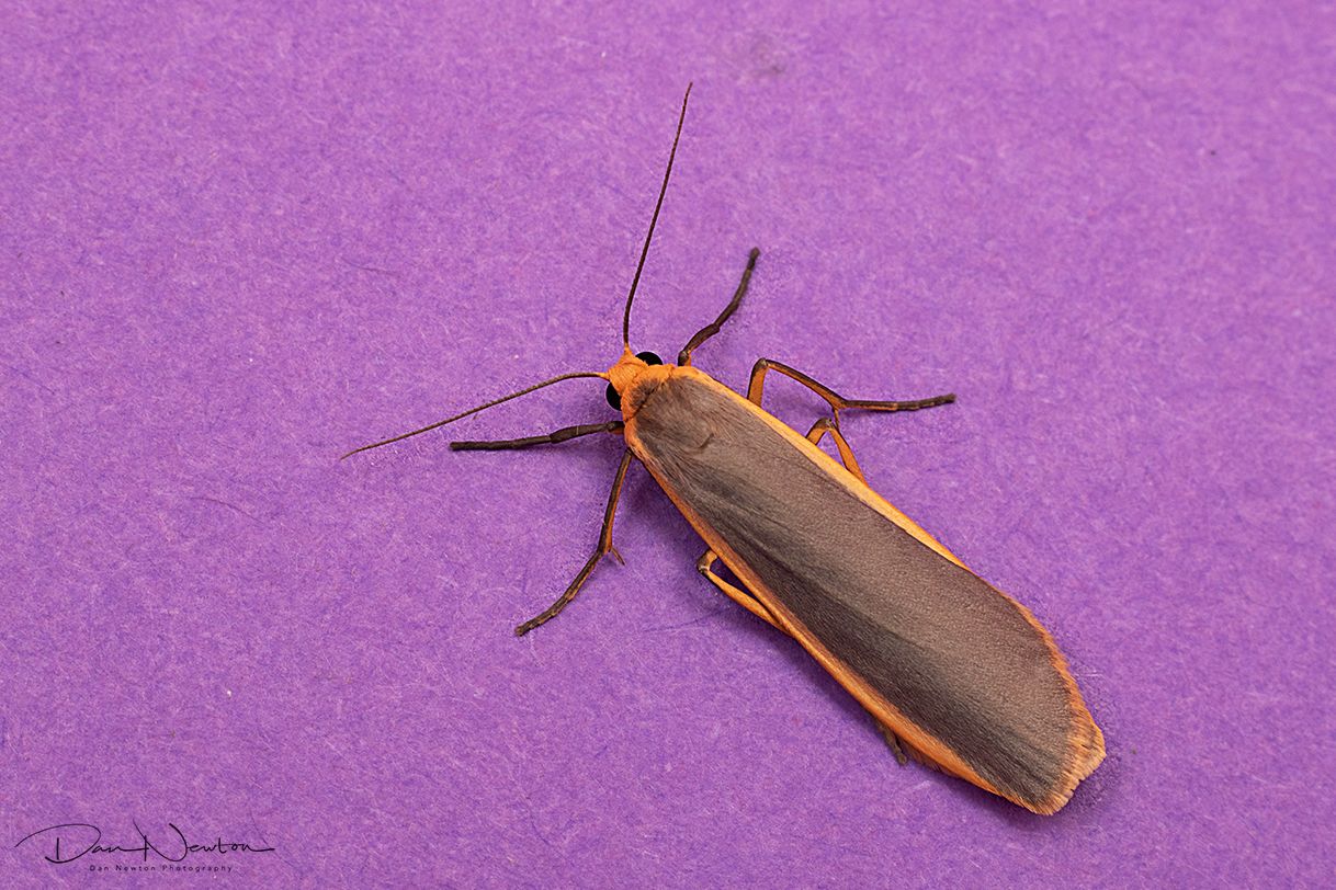 Common Footman-0054PP.jpg