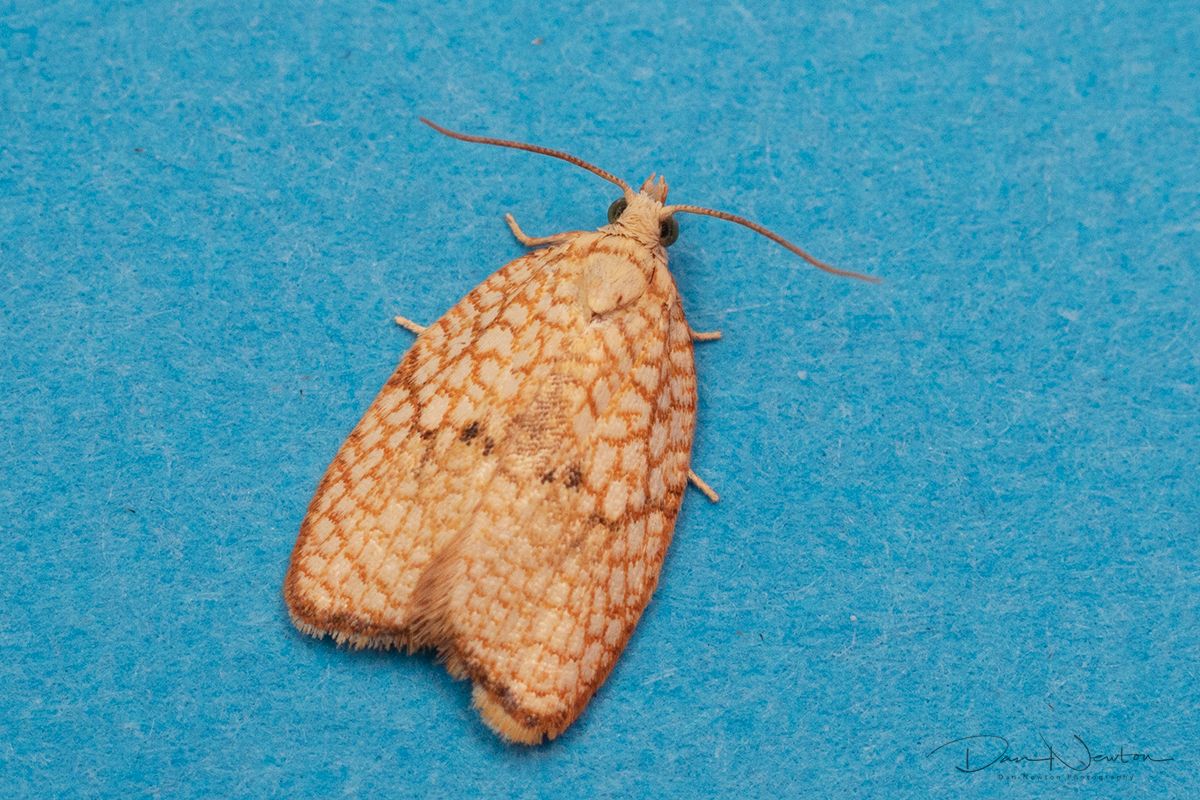 Acleris forsskaleana-0133PP.jpg
