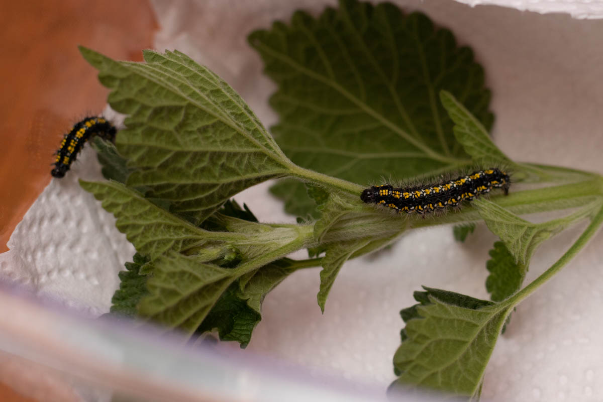 Scarlet Tiger-9870.jpg