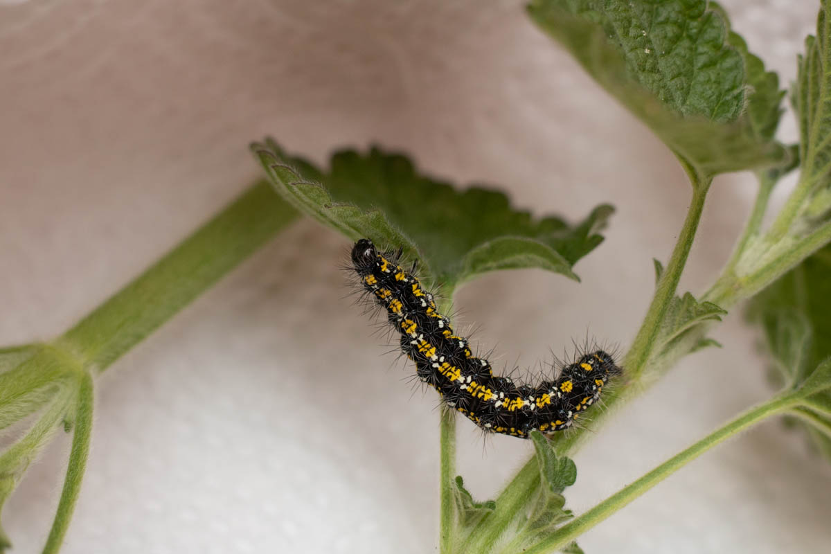 Scarlet Tiger-9866.jpg