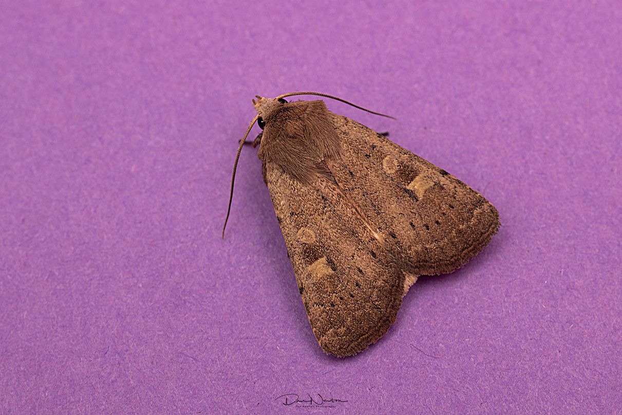 Square Spot Rustic-0123PP.jpg