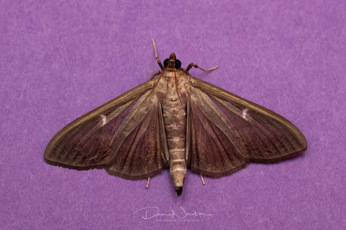 moth sept 25-1.jpg