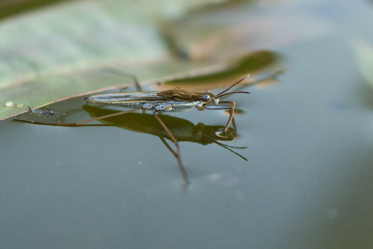 pond dipping (1 of 19).jpg