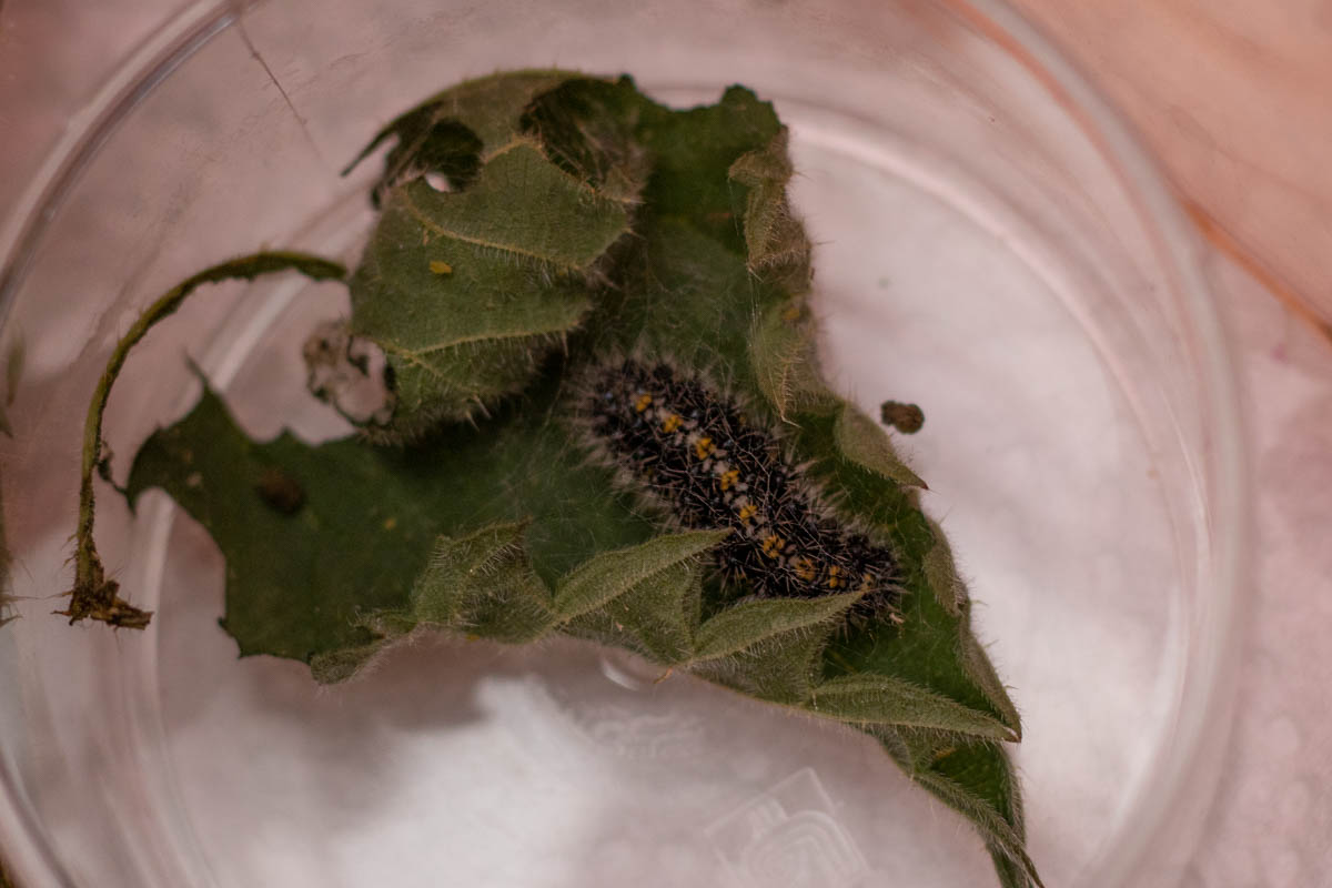 Scarlet Tiger-9922.jpg