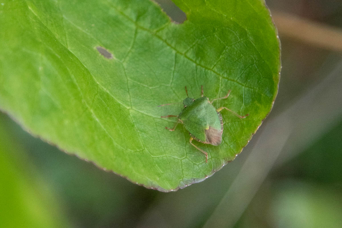 moth 30th march 24-4.jpg