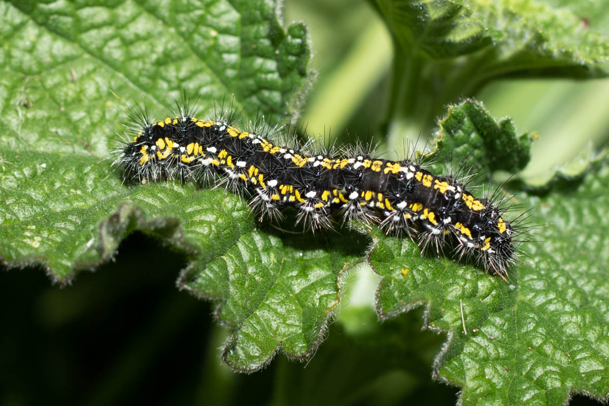 Scarlet Tiger-9839.jpg