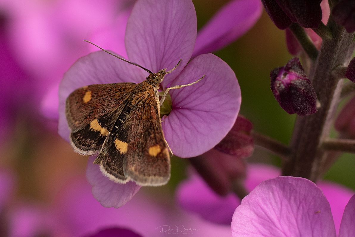 Pyrausta aurata-0037PP.jpg