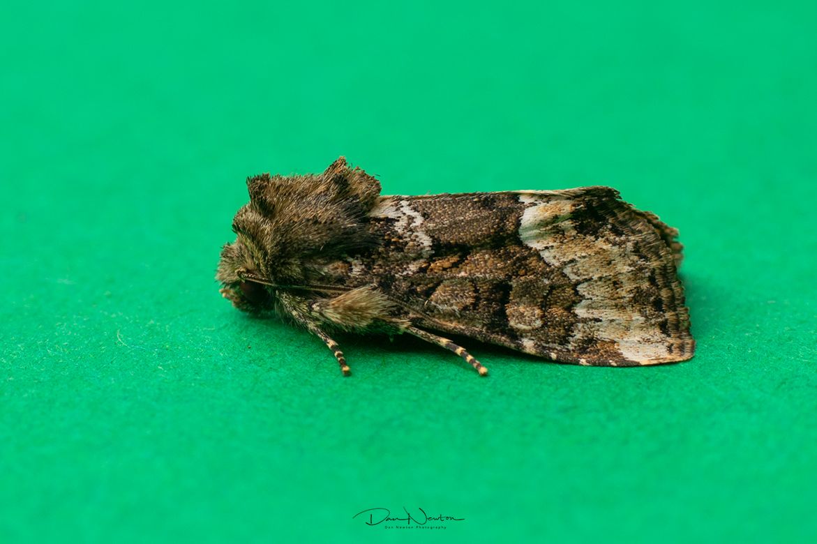 Marbled Minor agg-0069PP.jpg