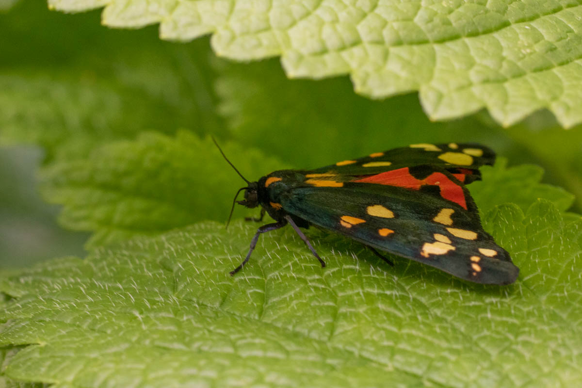 Scarlet Tiger-9980.jpg
