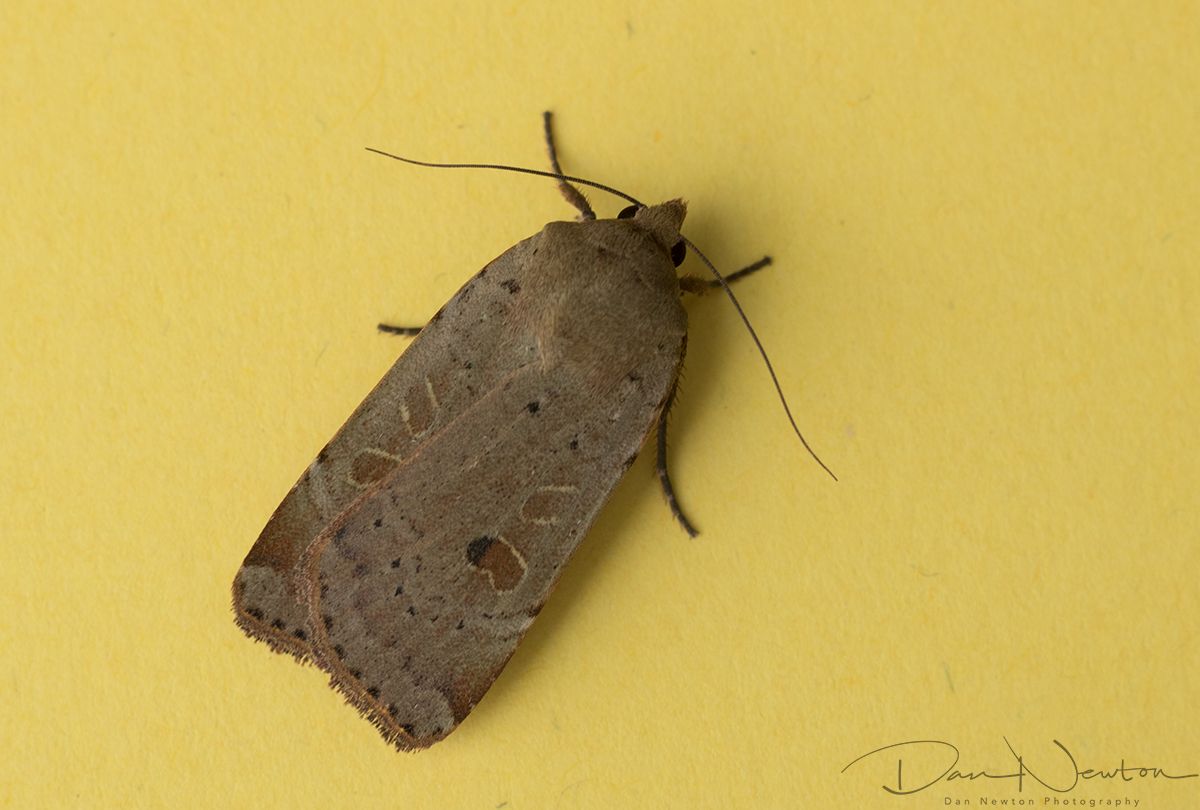 Lesser Yellow Underwing-2small.jpg