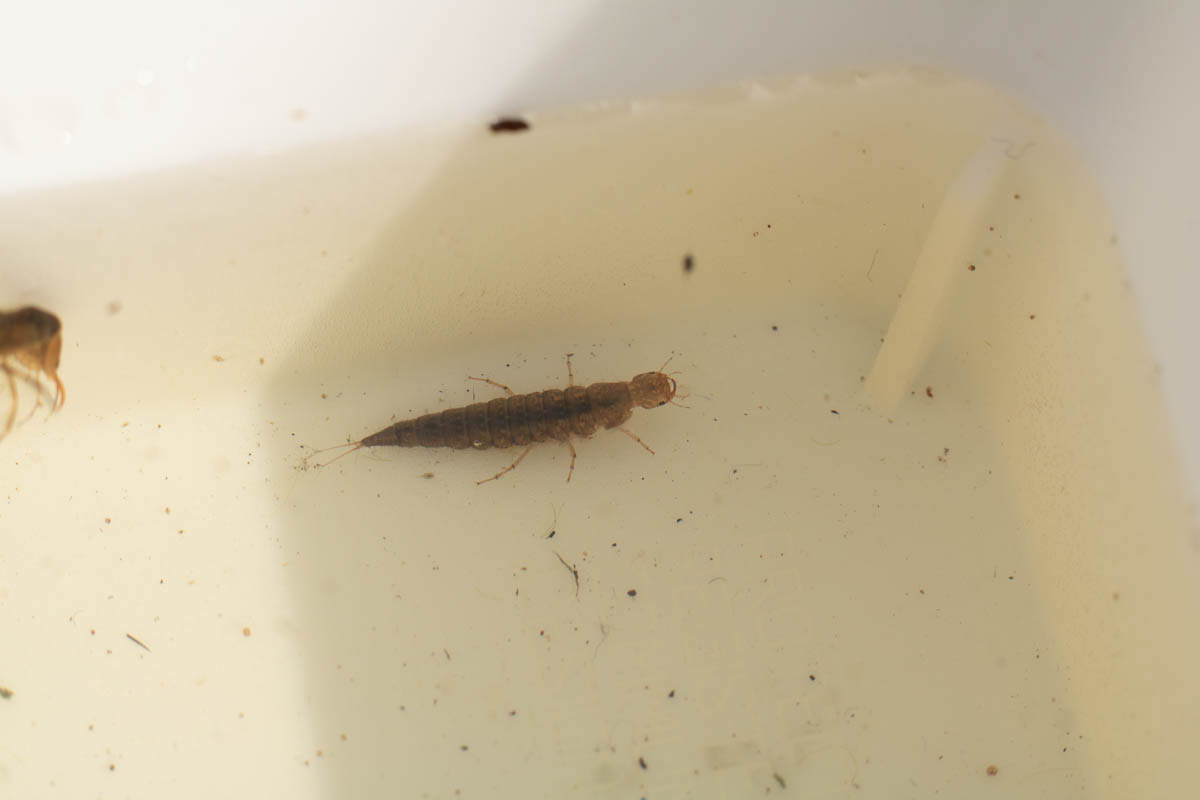 pond dipping (13 of 19).jpg