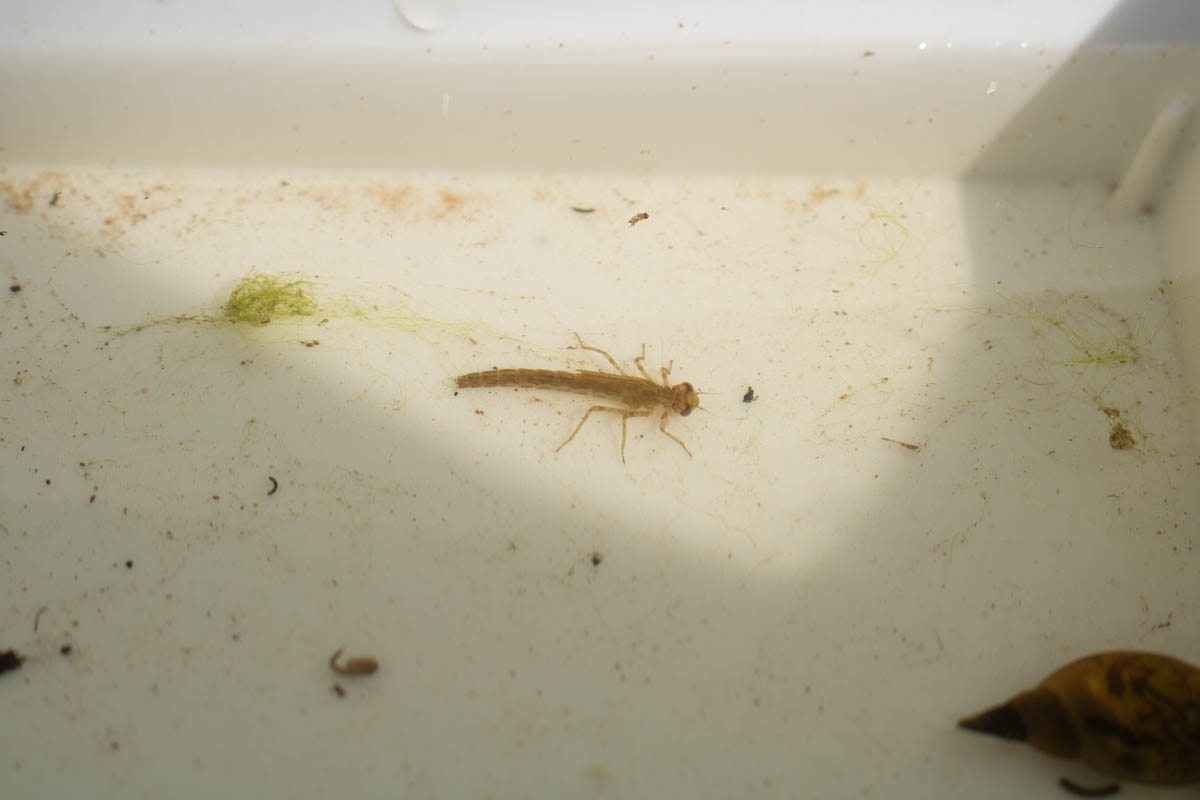 pond dipping (16 of 19).jpg