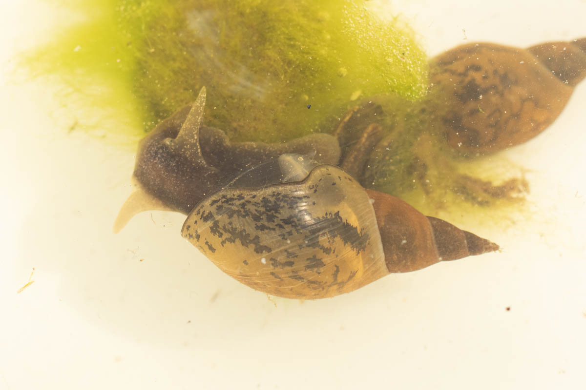 pond dipping (14 of 19).jpg