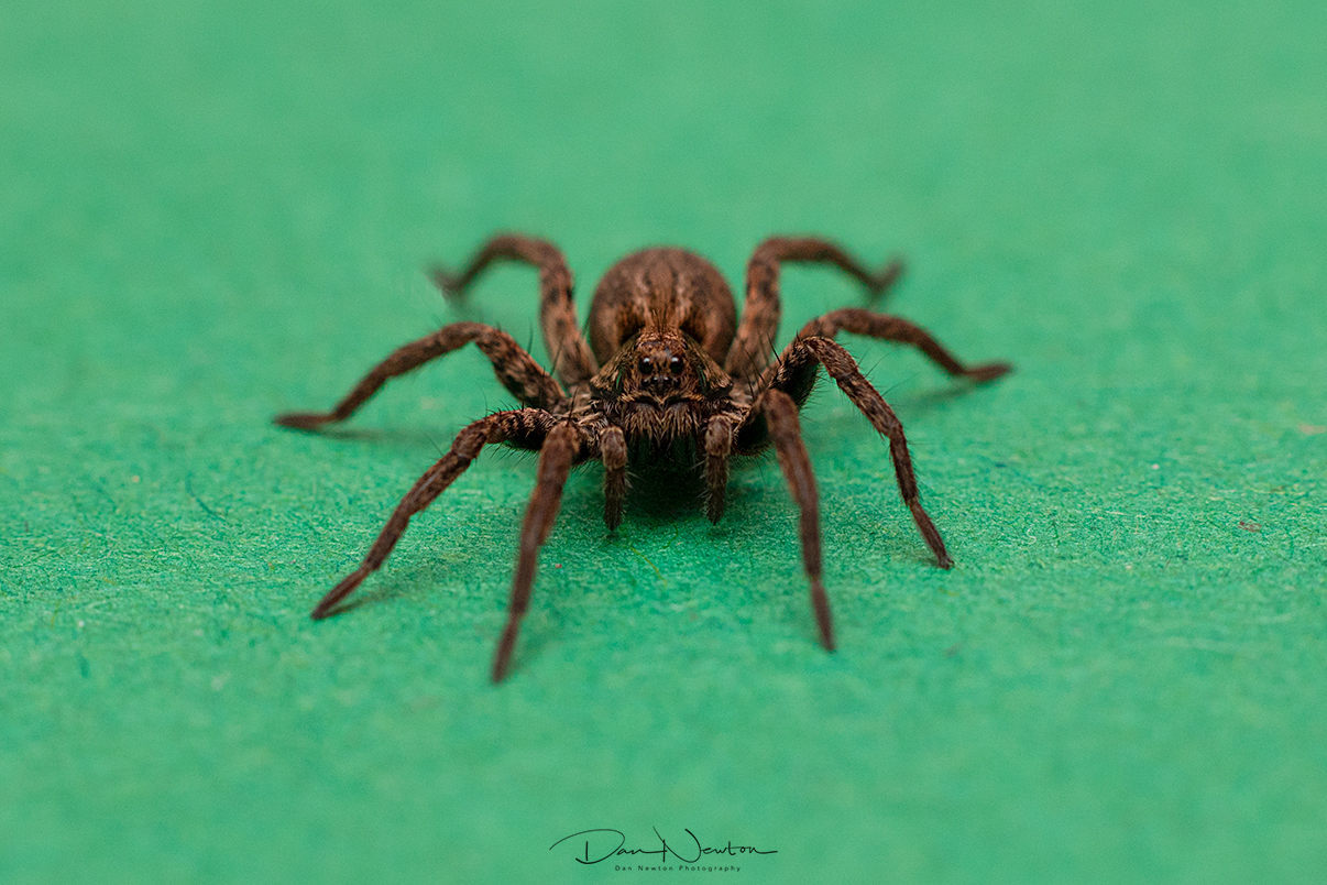 Wolf Spider Alopecosa sp0085PP.jpg